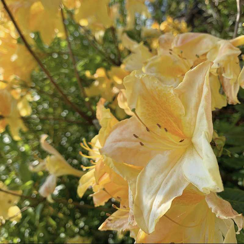 Azalea mollis Harvest Moon