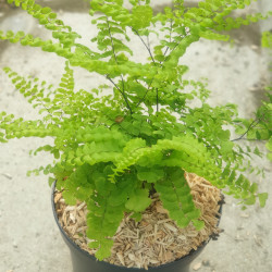 Adiantum aleuticum Imbricatum