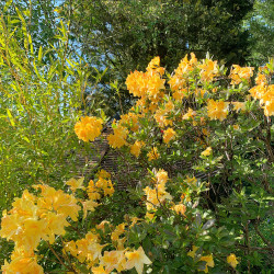 Azalea mollis Harvest Moon