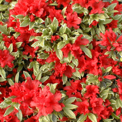 Azalea japonica Hot Shot Variegata