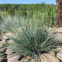 Festuca glauca ‘Elijah Blue’