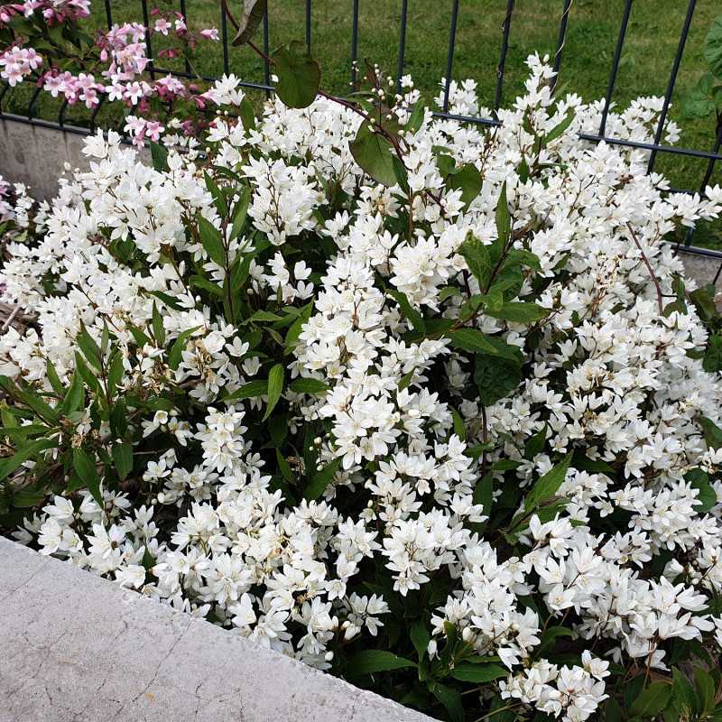 Deutzia crenata Nikko