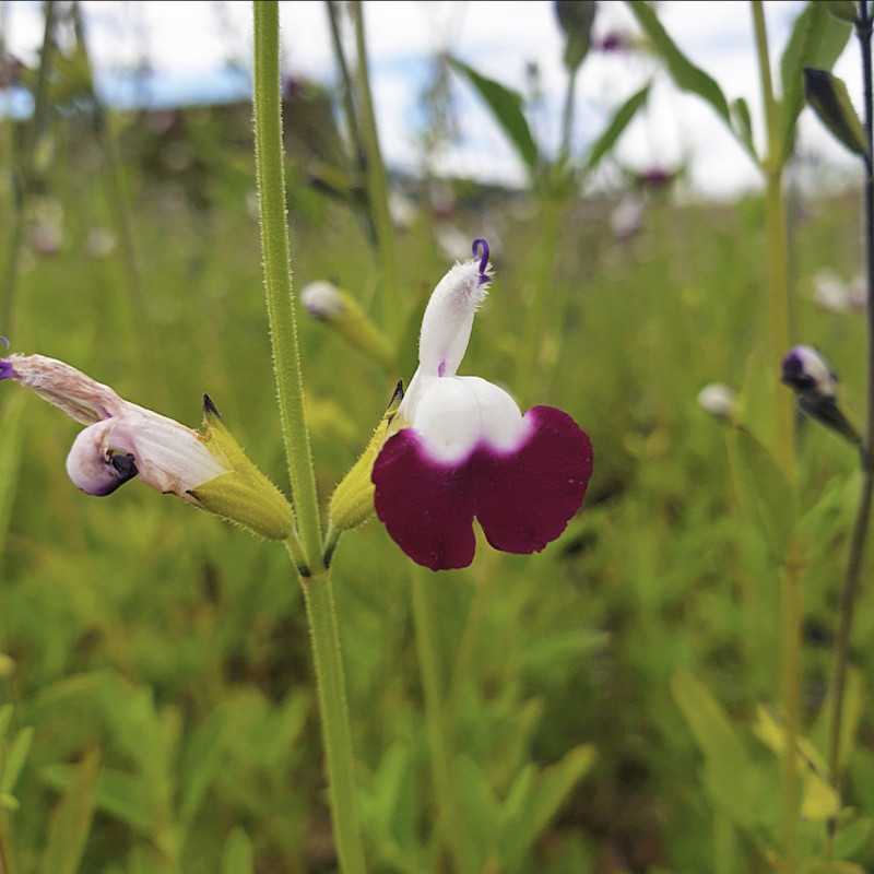 Salvia greggii ‘Amethyst lips’ - Sauge arbustive