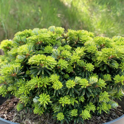 Abies koreana Brillant