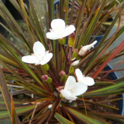 Libertia ixioides ‘Taupo Sunset’ - Iris de Nouvelle-Zélande