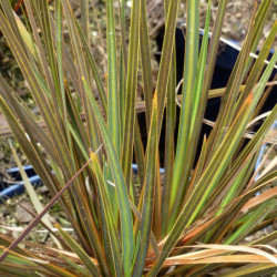 Libertia ixioides ‘Taupo Sunset’