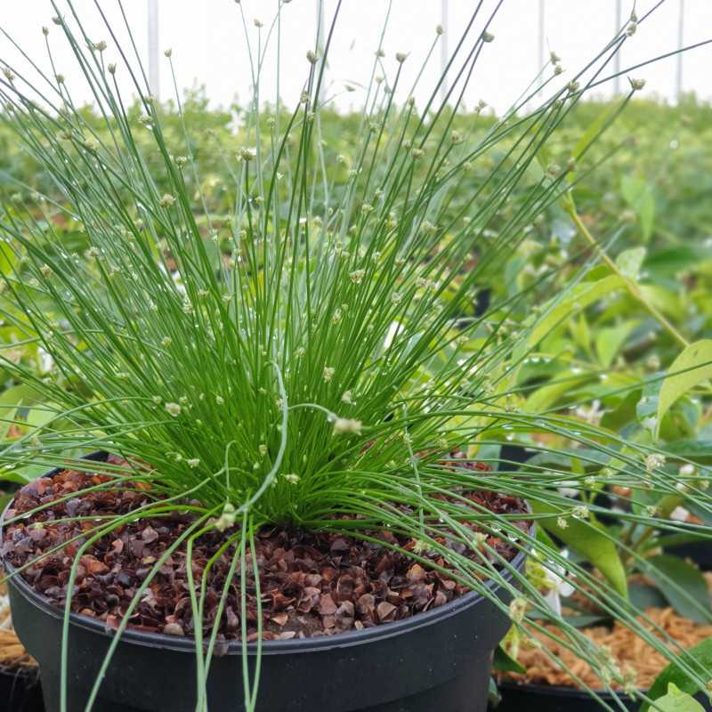 Scirpus cernuus